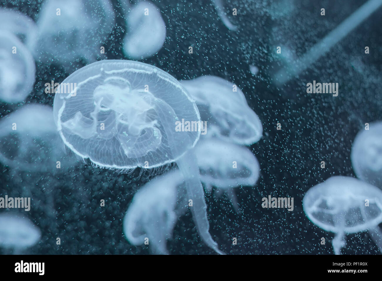 Aurelia aurita, durchscheinend Ohrenquallen schwimmen im Aquarium Stockfoto