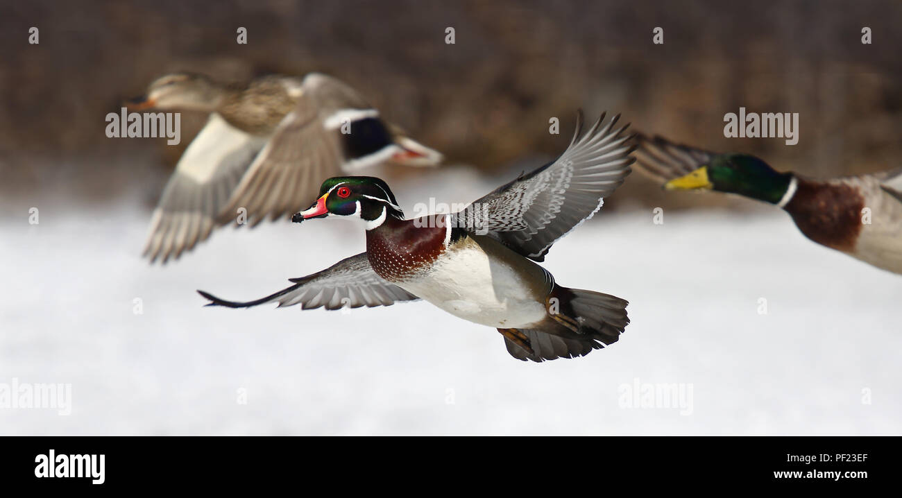 Holz Ente (Aix sponsa) Flucht im Winter in Ottawa, Kanada Stockfoto