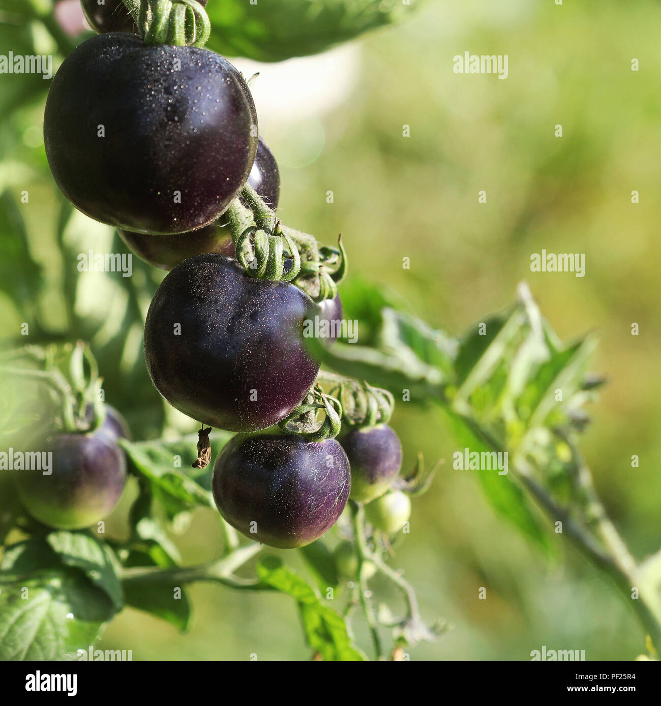Schwarze Tomaten auf einem Zweig in den Garten. Indigo rose Tomaten Stockfoto