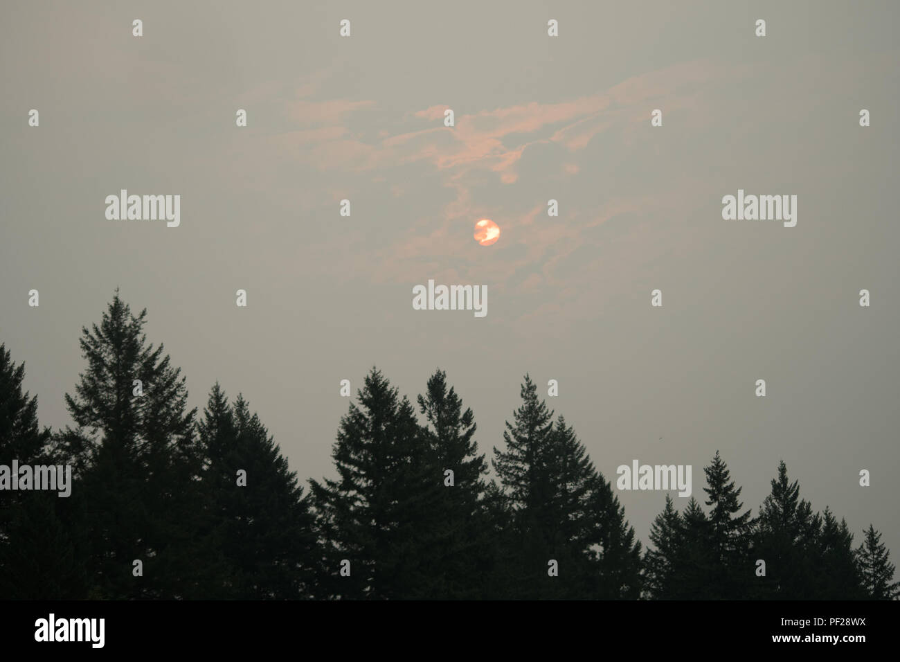 Die Sonne teilweise verdeckt von Wolken und wildfire Rauch in den Himmel, mit immergrünen Bäumen an der Unterseite des Rahmens Stockfoto