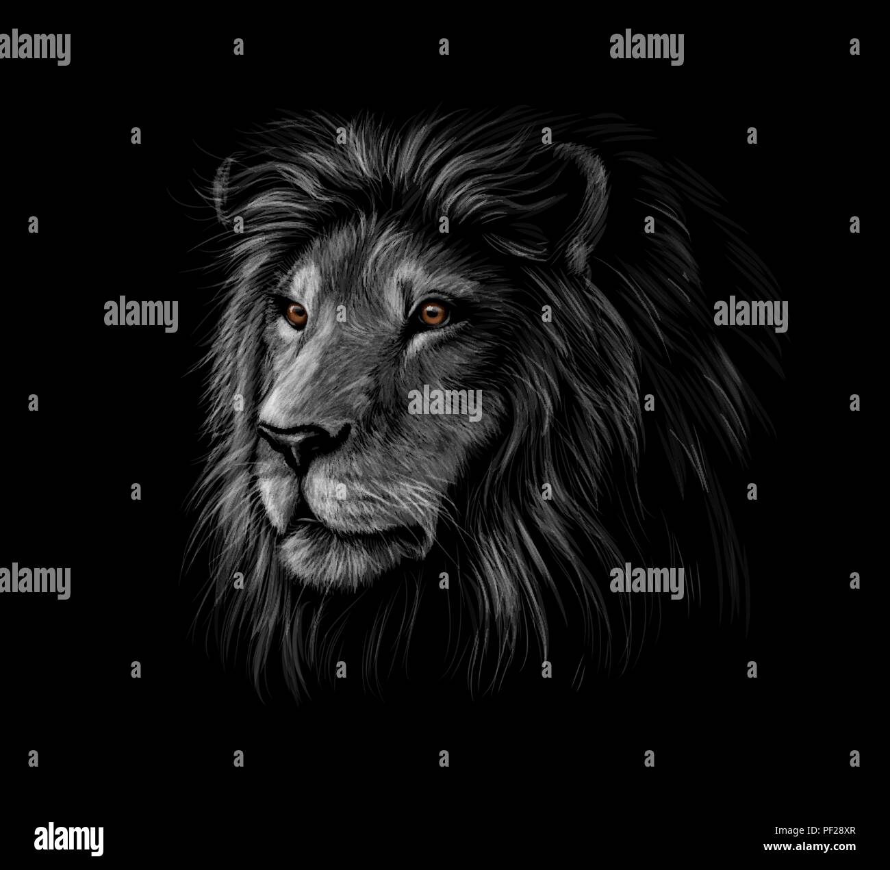 Portrait von einen Löwenkopf auf einem schwarzen Hintergrund Stock Vektor
