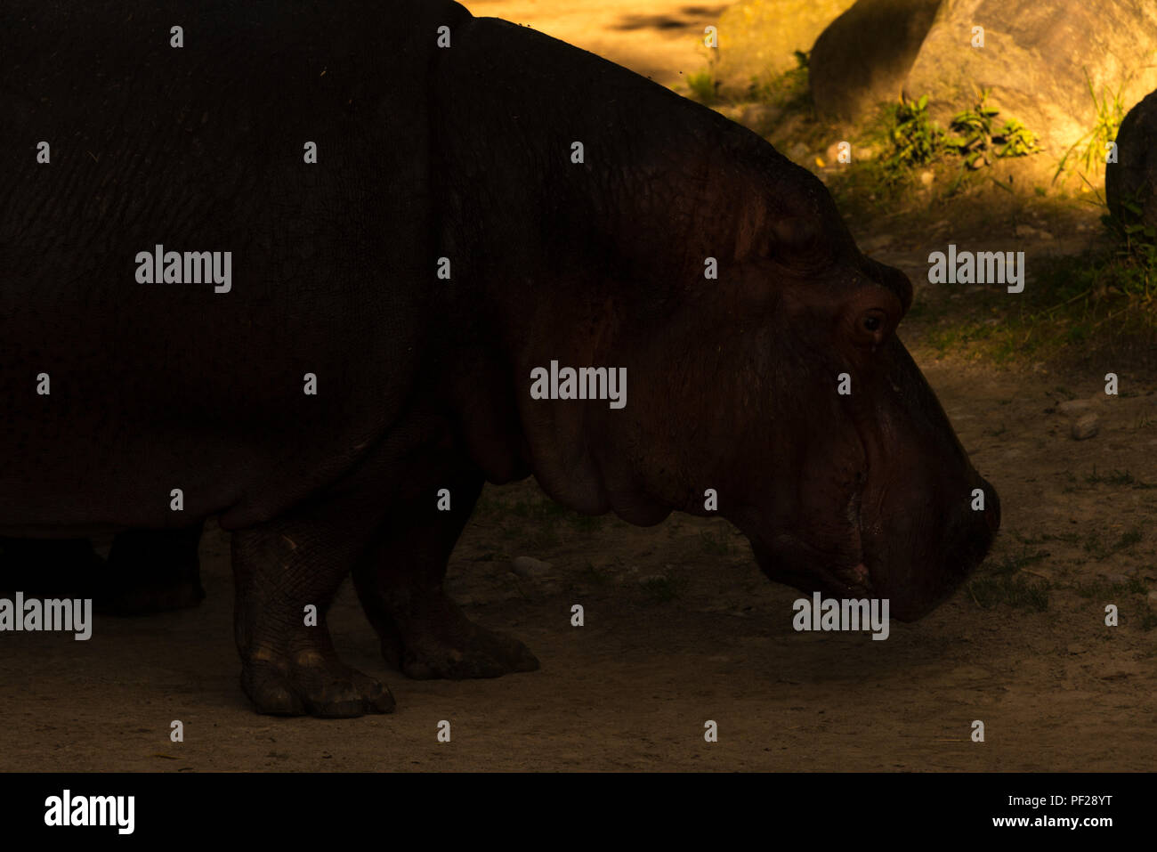 Gemeinsamen Flusspferd (Hippopotamus Amphibius) Stockfoto