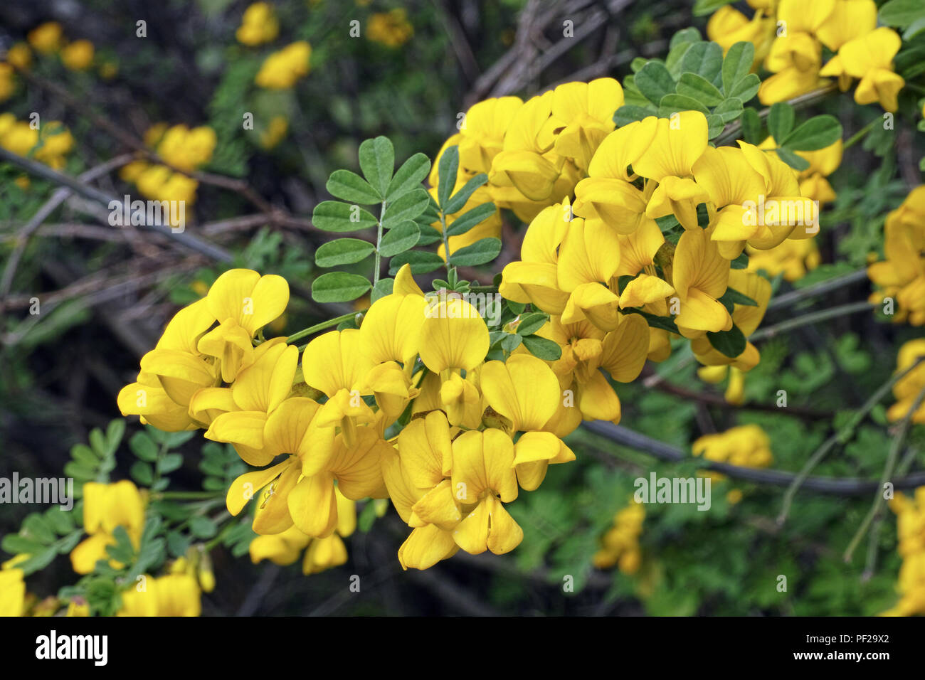 Scorpion Senna, Blumen und Blätter Stockfoto