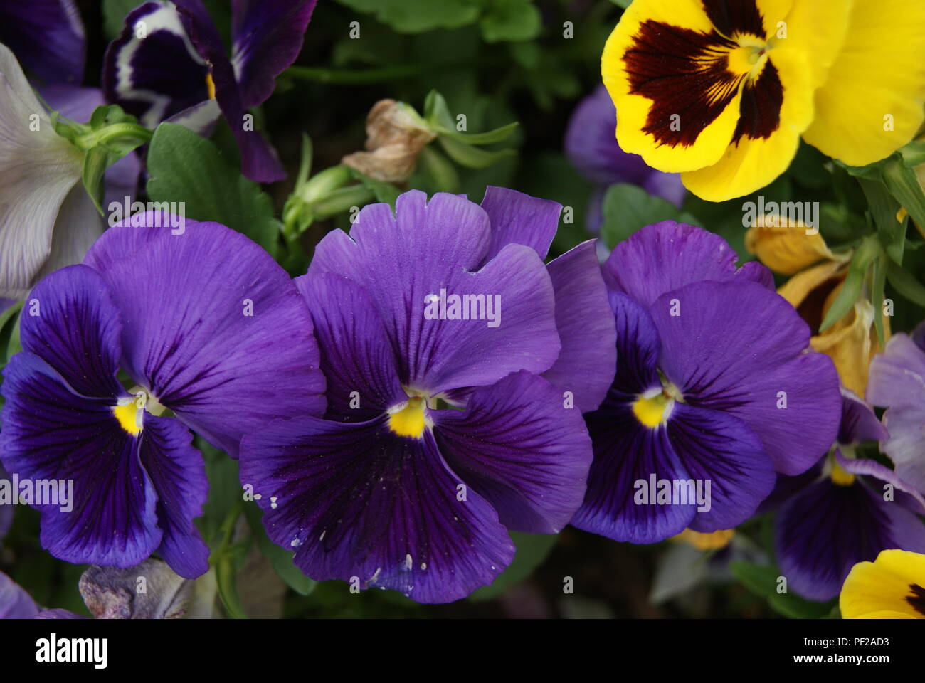 Fleurs de France Stockfoto