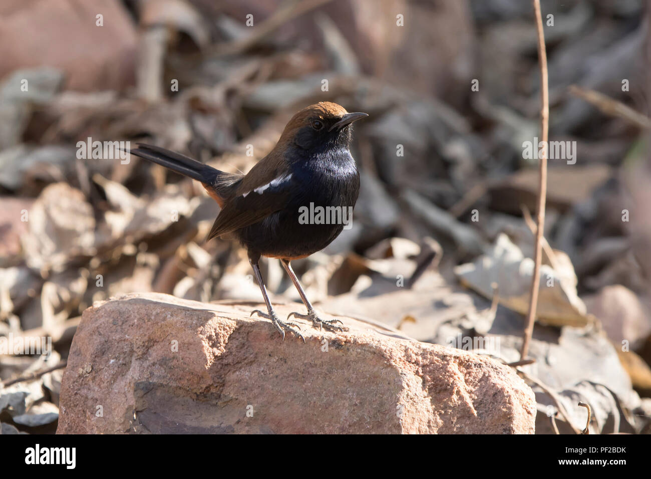 Indische Robin sitzt auf einem Felsen am Rande eines Bush Wald Stockfoto