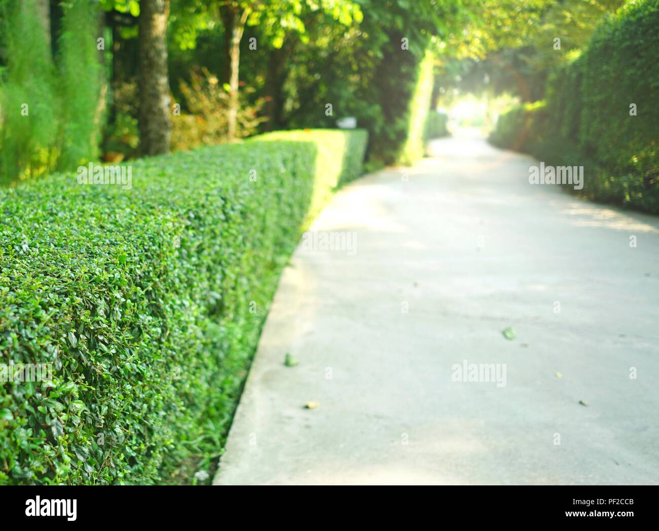 Kurve konkrete Weg mit grünen getrimmt Bush hedge im Park Stockfoto