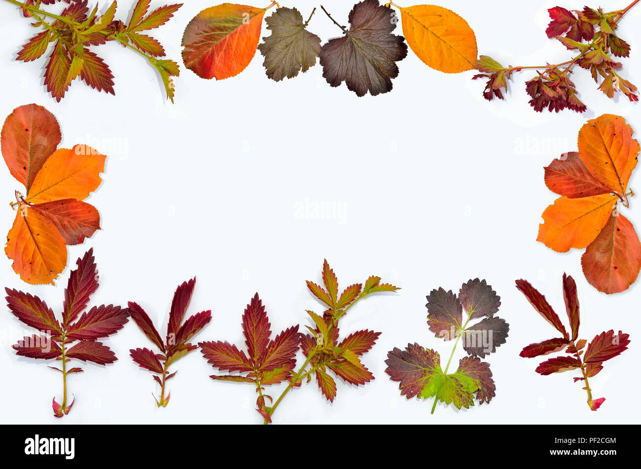 Satz von verschiedenen schönen bunten Blätter im Herbst in der Form des Rahmens, auf weißem Hintergrund mit Leerzeichen getrennt für Text Stockfoto