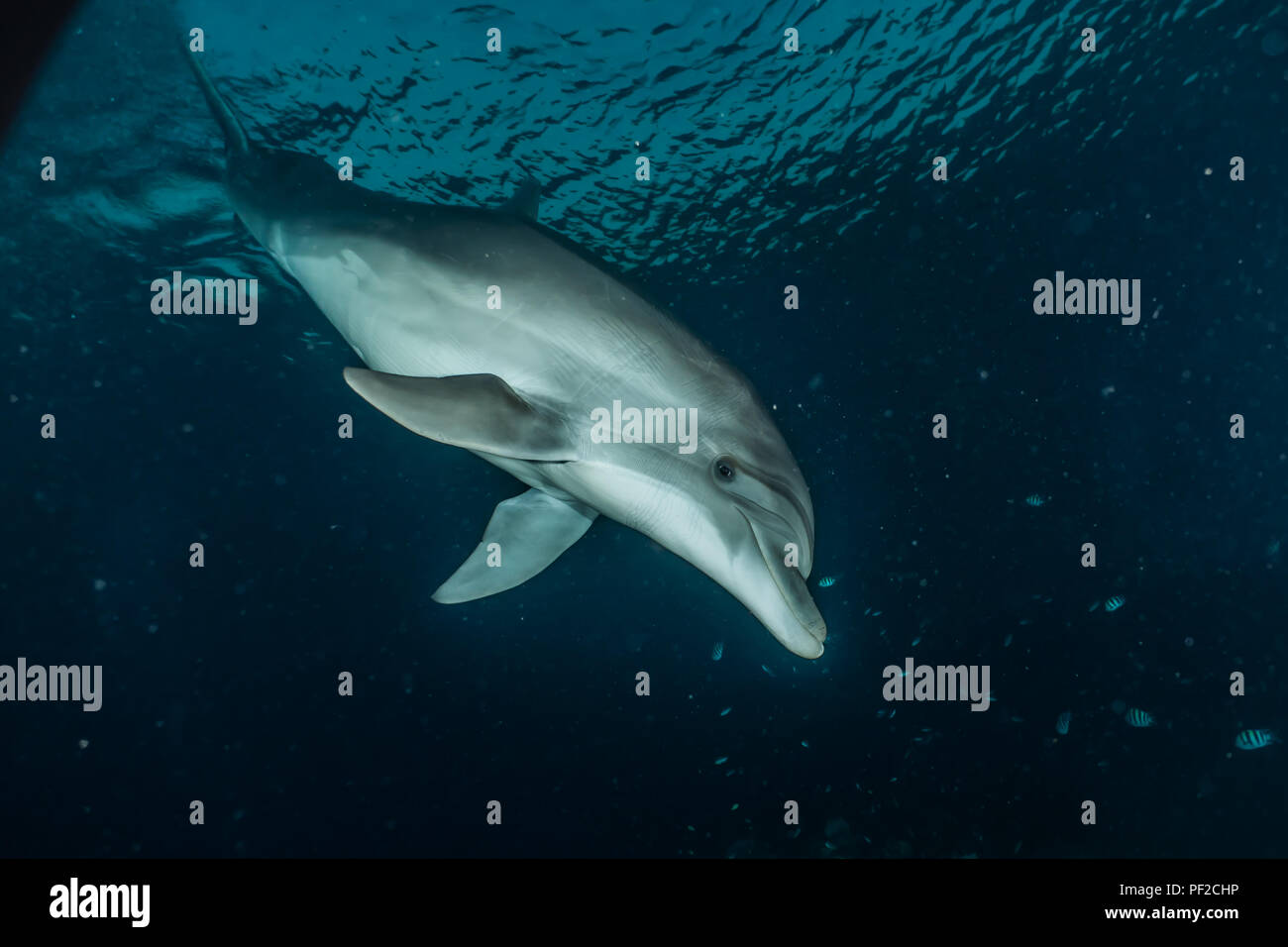 Ein Delphin Schwimmen im Roten Meer, Eilat Israel-3.0 Stockfoto