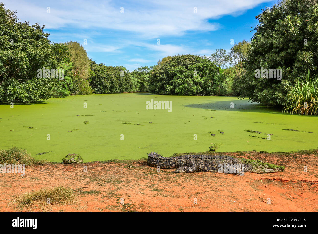 Ein Floß von Krokodilen im Fluss und am Ufer Stockfoto