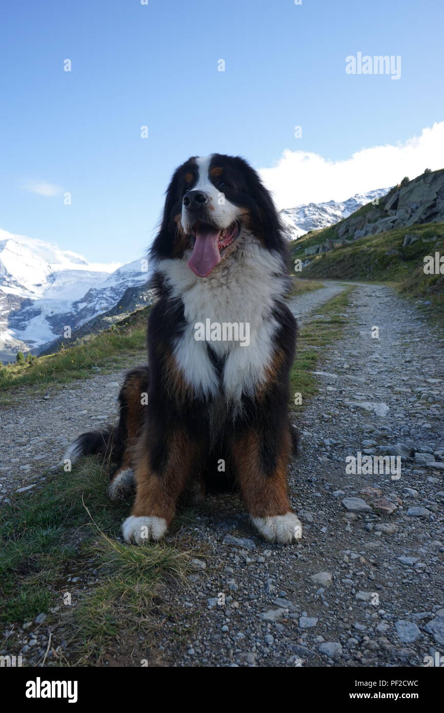 Berner Sennenhund sitzend auf dem Berg weg, mit schneebedeckten Bergen im Hintergrund. Schweiz Stockfoto