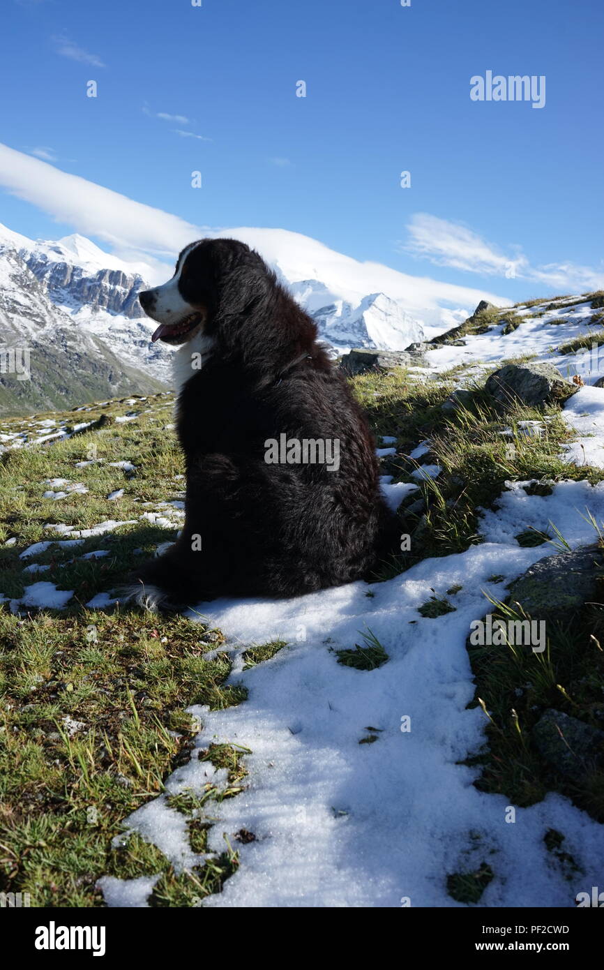 Berner Sennenhund sitzend auf dem Schnee in den Schweizer Alpen Stockfoto