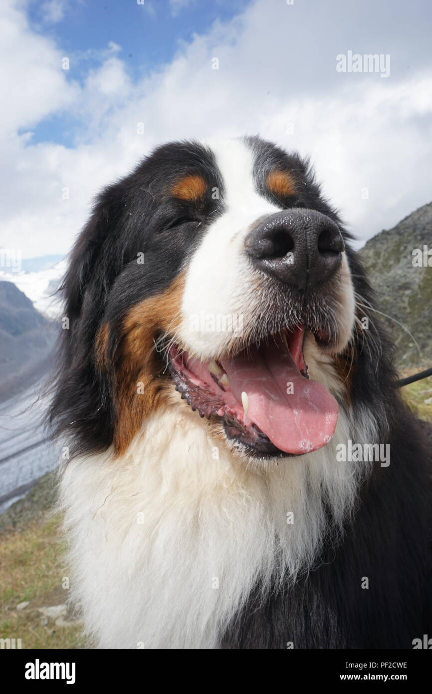 Schweizer Hund In Der Schweiz Stockfotos und -bilder Kaufen - Alamy