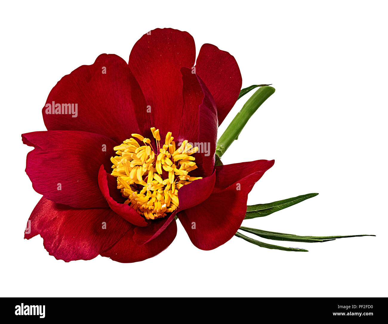 Rote Pfingstrose auf weißem Hintergrund. Stockfoto