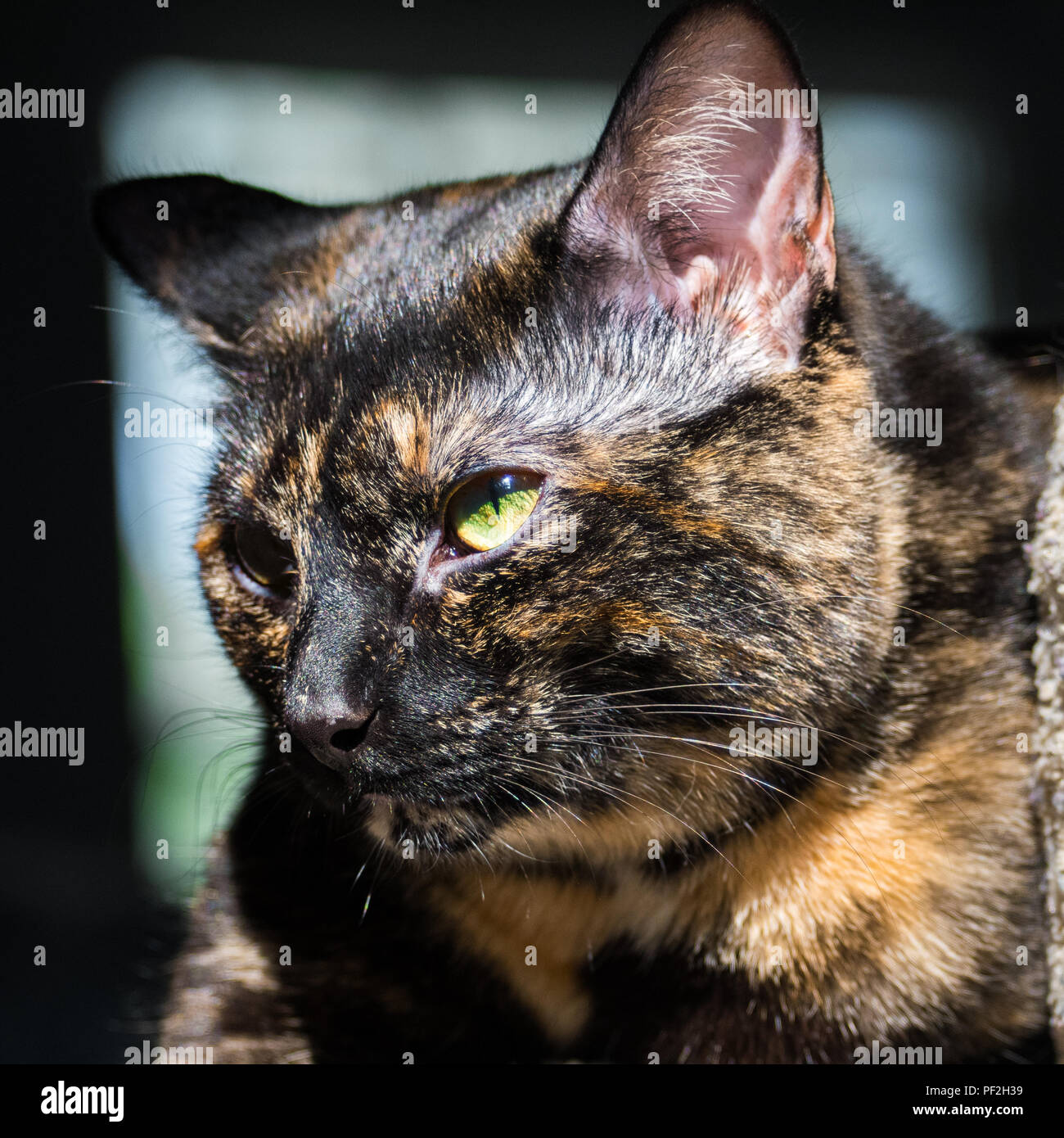 Ein schildpatt Katze posiert für ein Portrait Stockfoto