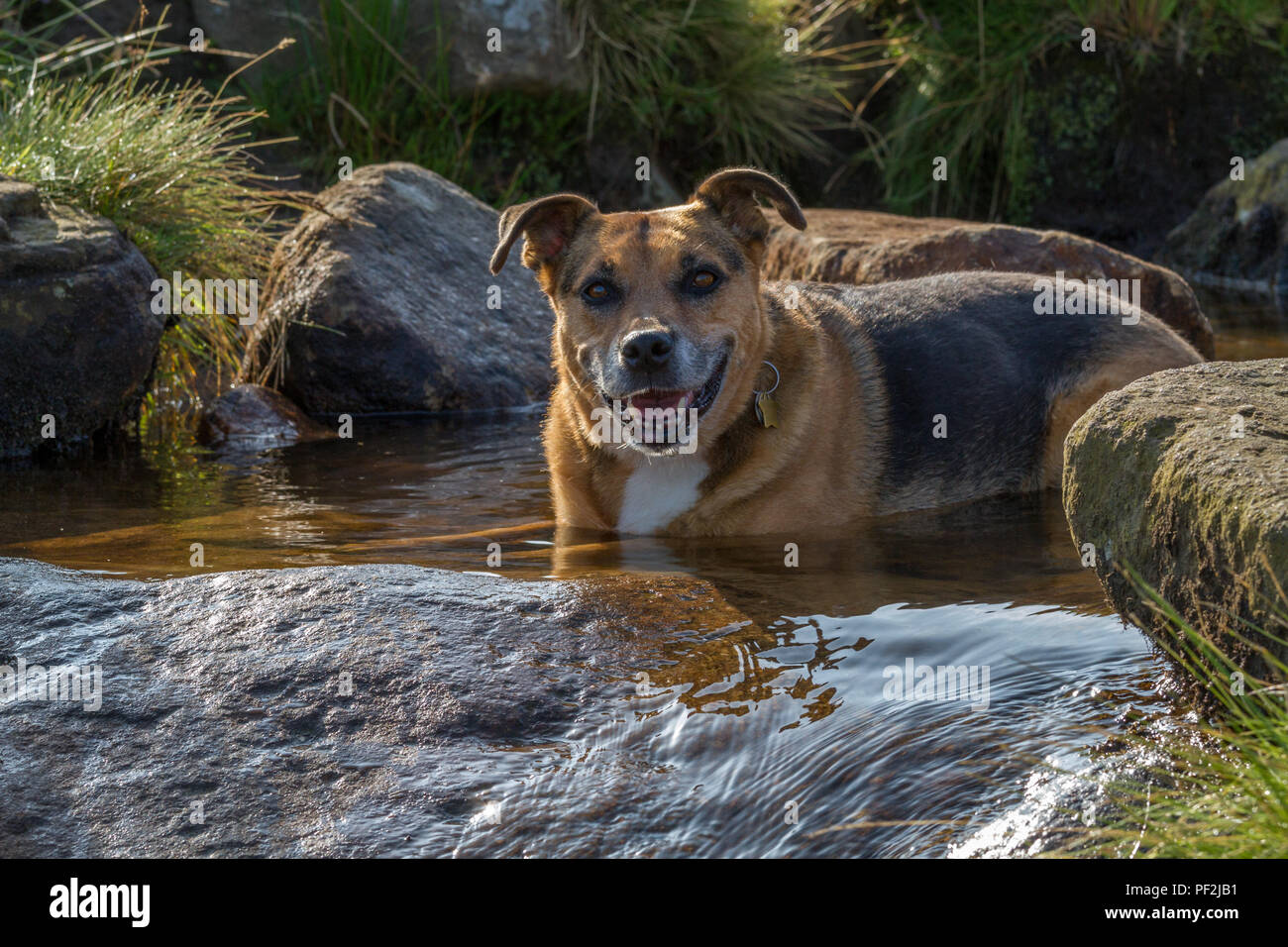 Smiling Dog Abkühlung durch Festlegung in einem Fluss im 2018 Hitzewelle Stockfoto