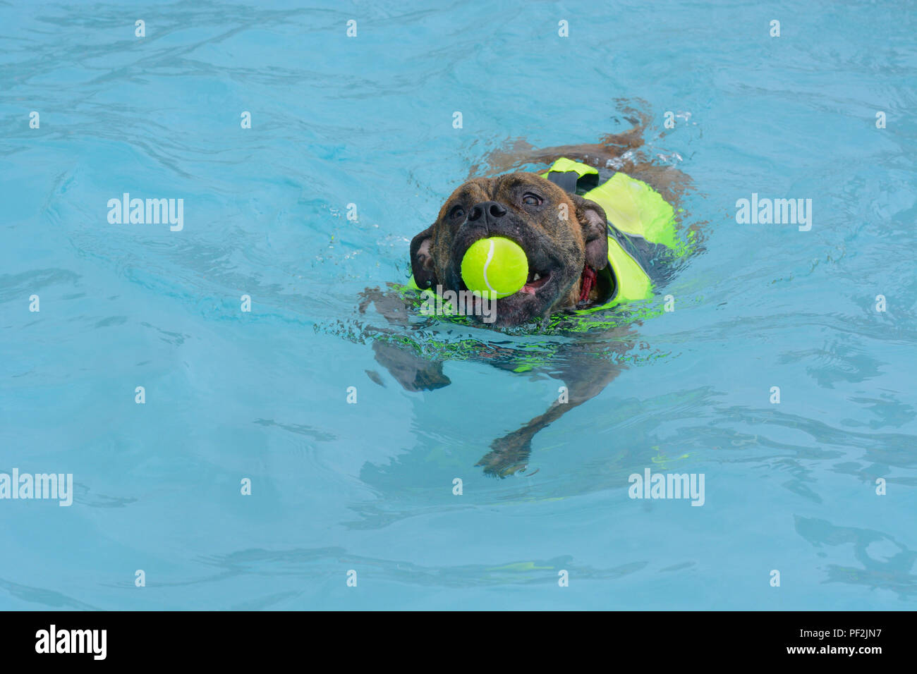 Boxer Welpe Hund mit Schwimmweste Flotation Gerät und Tennis Ball im Maul schwimmen Im Schwimmbad Stockfoto