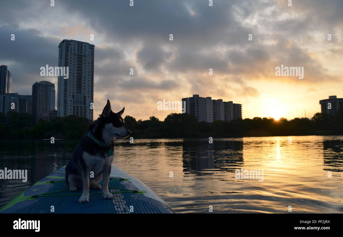 Fluss, ein Husky mix, genießt einen Sonnenaufgang paddle Board Outing in Austin, Texas. Stockfoto