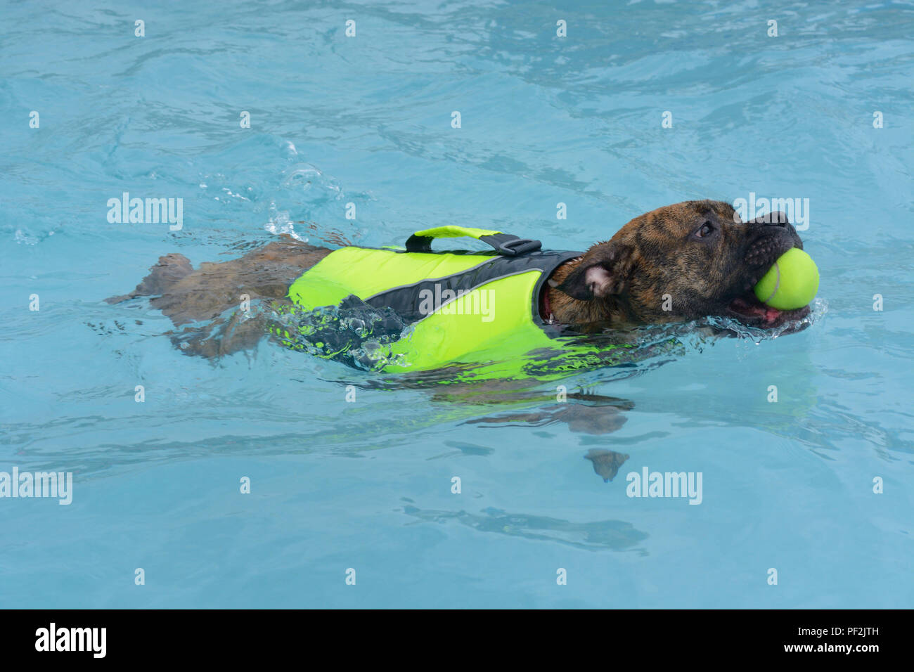 Boxer Welpe Hund mit Schwimmweste Flotation Gerät und Tennis Ball im Maul schwimmen Im Schwimmbad Stockfoto