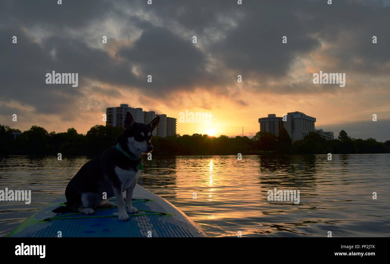 Fluss, ein Husky mix, genießt einen Sonnenaufgang paddle Board Outing in Austin, Texas. Stockfoto