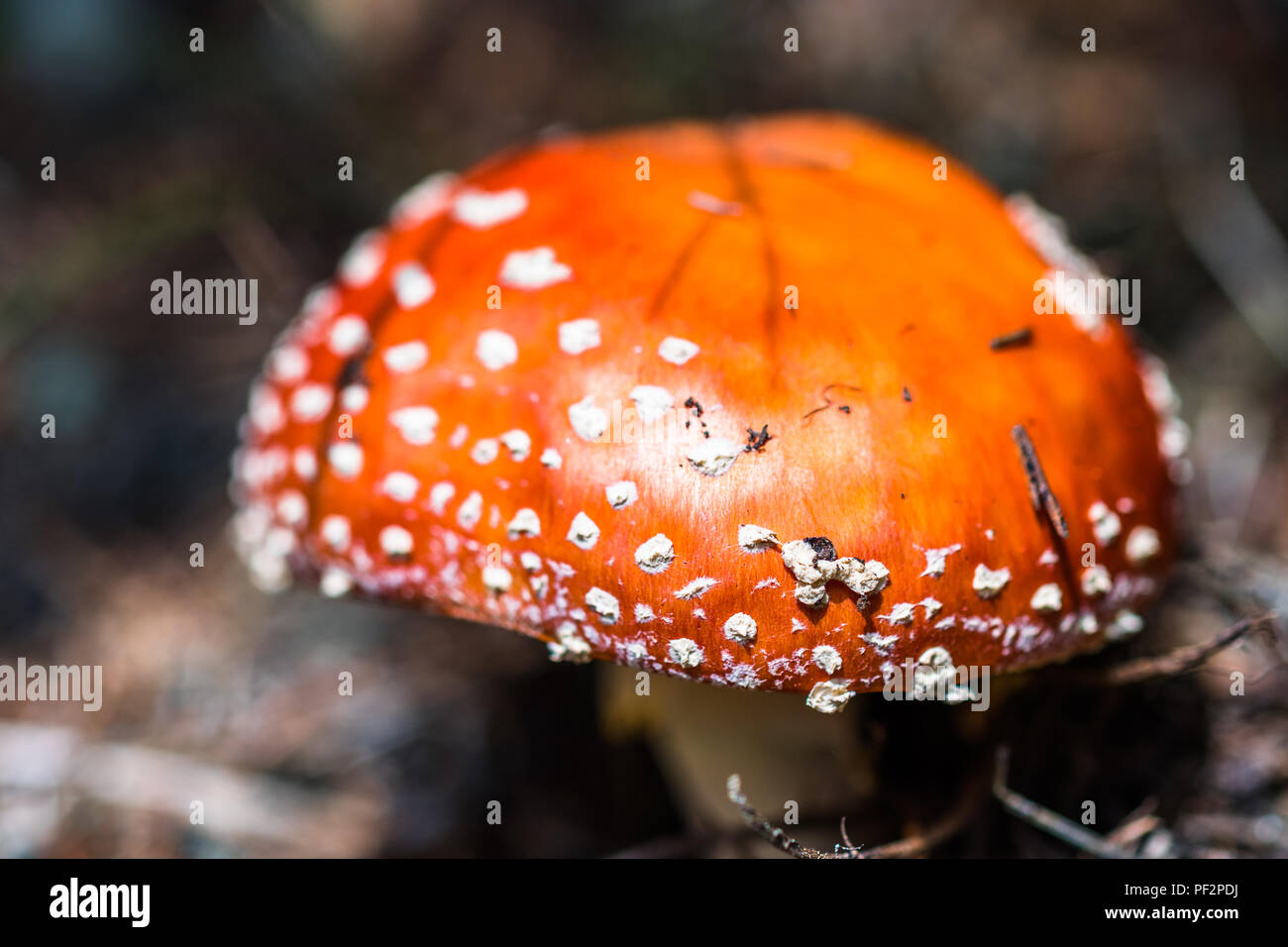 Eine schöne, aber hochgiftigen roten Pilz mit weißen Punkten allgemein bekannt als fly Agaric oder amanita fliegen. Fliegenpilz im Wald. Auch als Aman bekannt Stockfoto