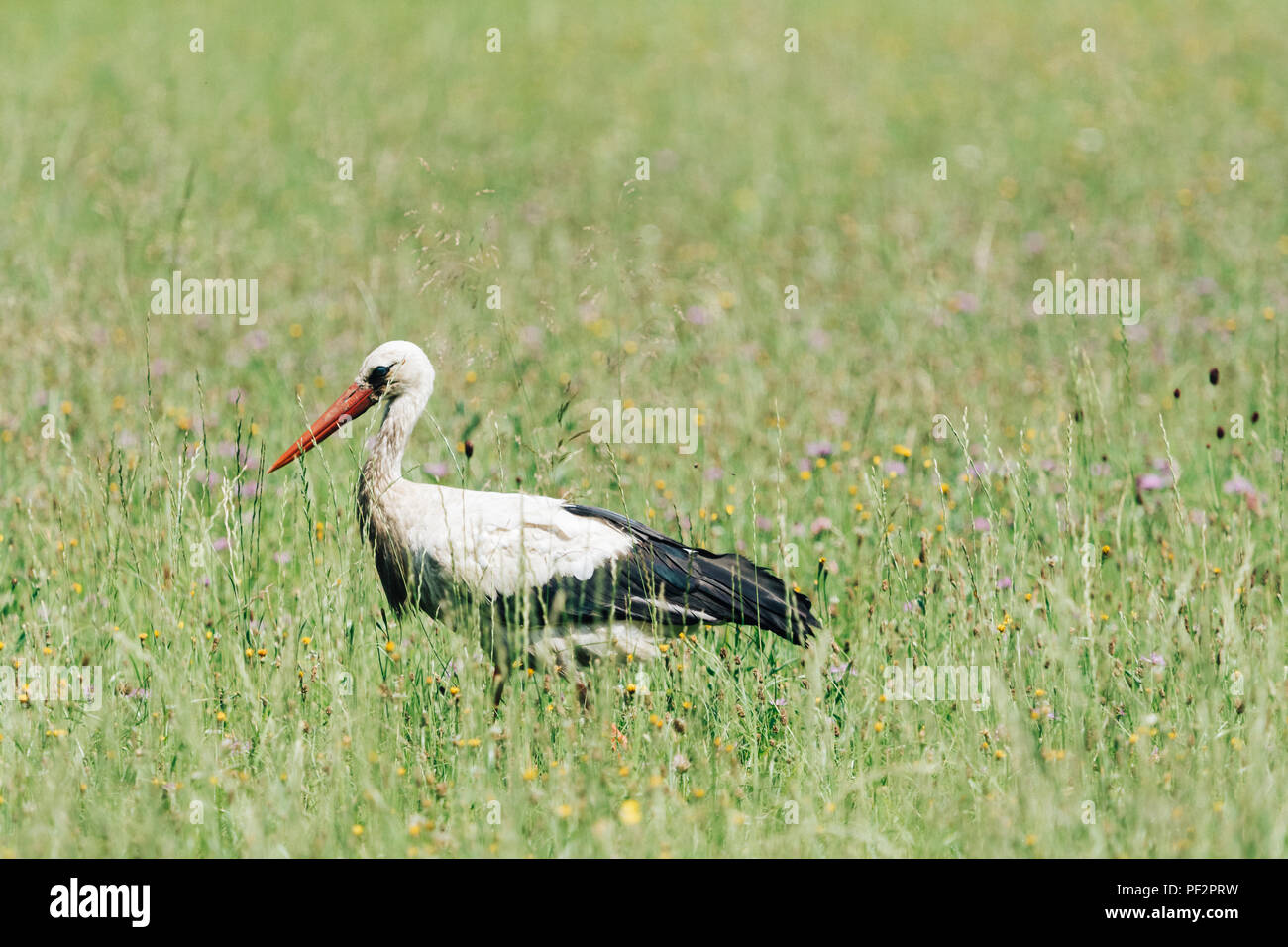 Ein weißstorch zu Fuß auf einem Feld mit frischen, grünen Gras. Vogel auf der Suche nach kleinen Tieren für ein Essen. Ein schönes Tier in einem wilden Natur gefangen. Auch k Stockfoto