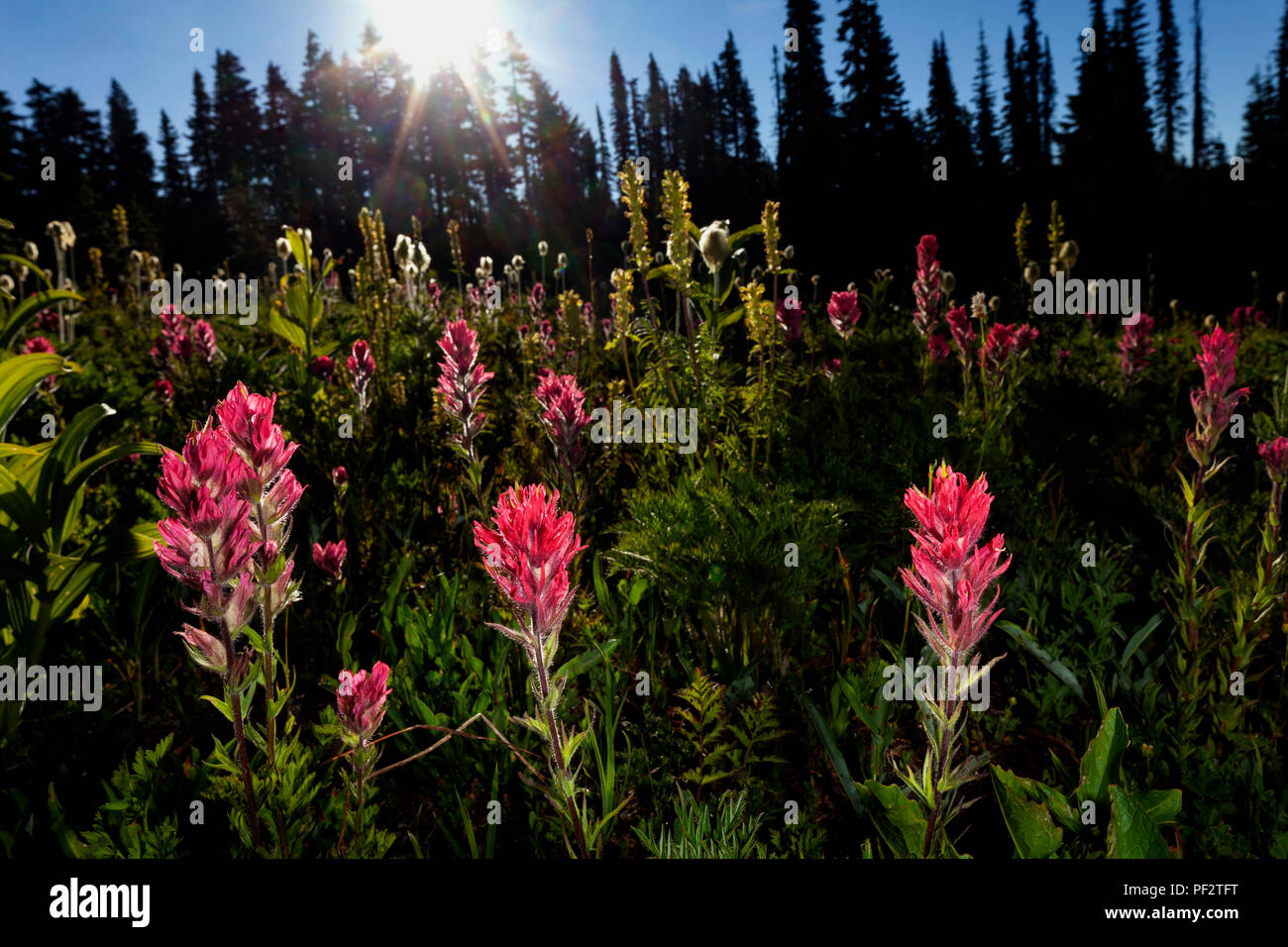 WA 14760-00 ... WASHINGTON - Indian Paintbrush Blume auf Mazama Ridge im Mount Rainier National Park. Stockfoto