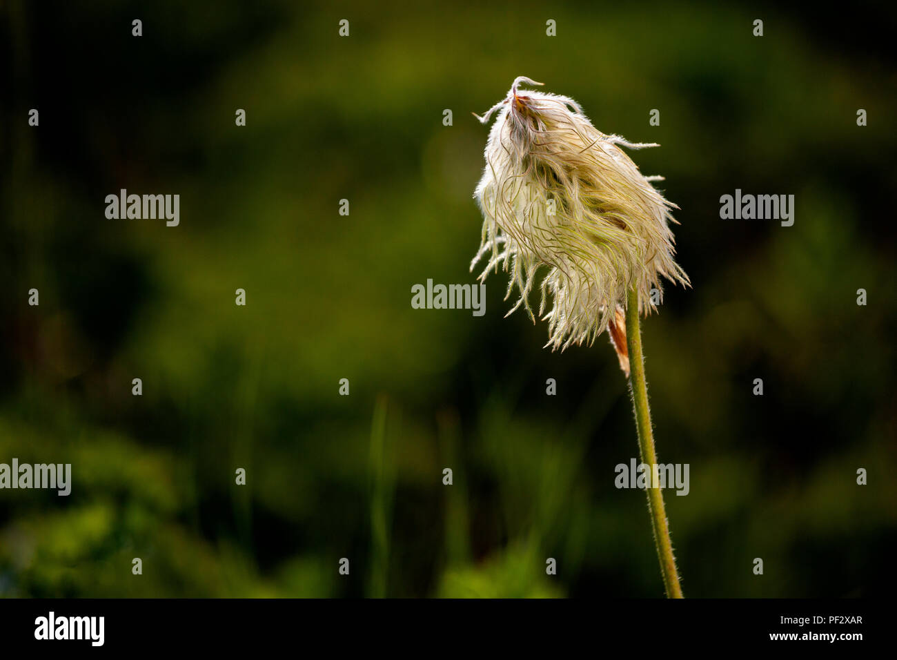 WA 14822-00 ... WASHINGTON - Western Anemone Blume im Mount Rainier National Park. Stockfoto