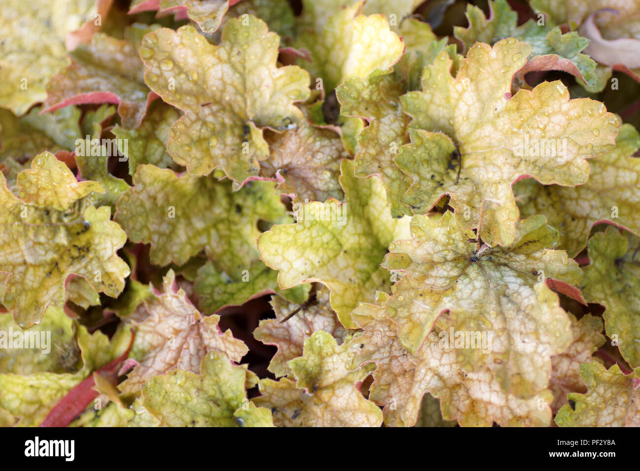 Heuchera "Ginger Ale" Stockfoto