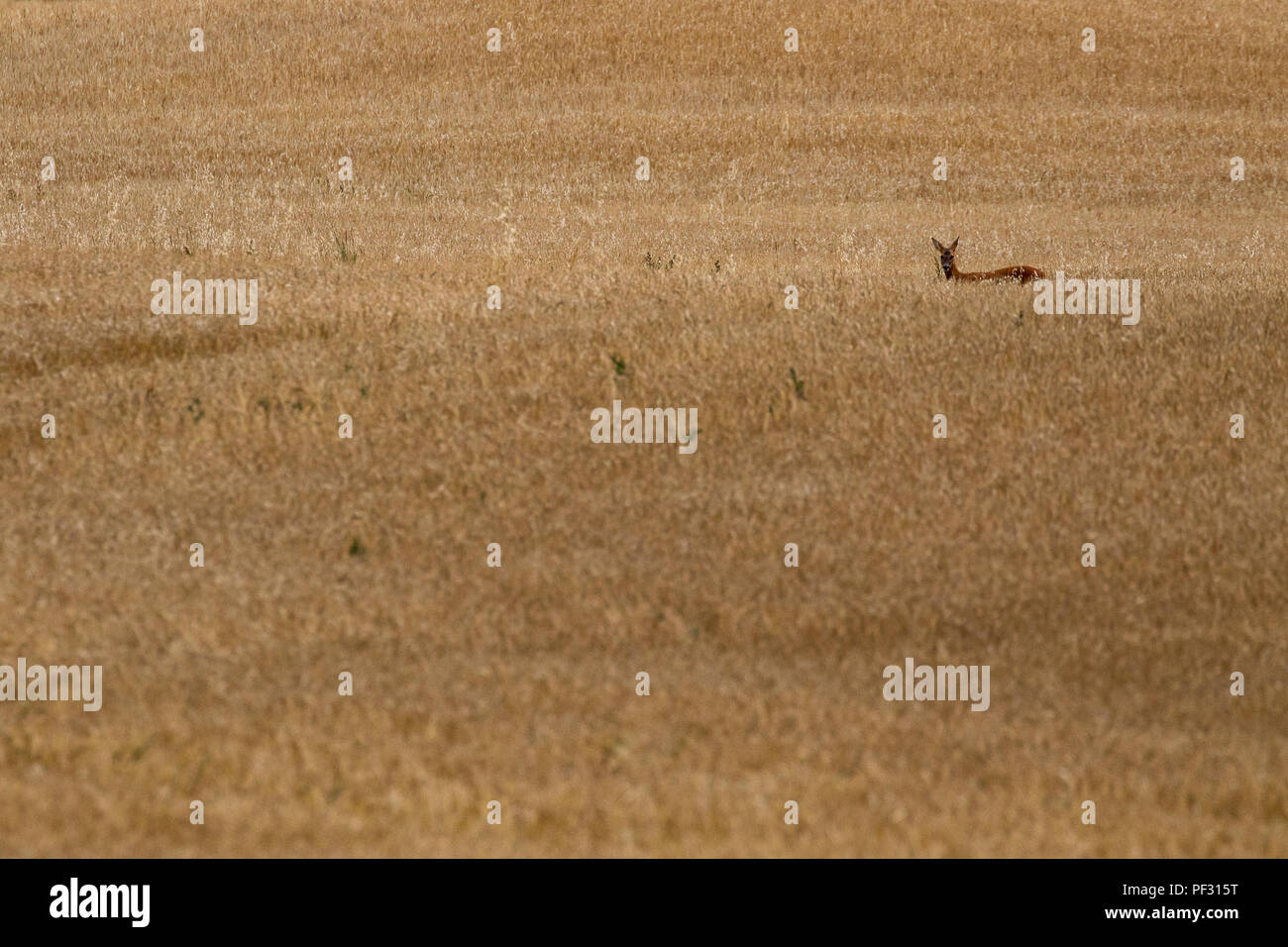 Rehe, Hyla arborea, in einem Getreidefeld, Leiter Schüsse beim Roaming in den Nachmittag im August, Schottland. Stockfoto