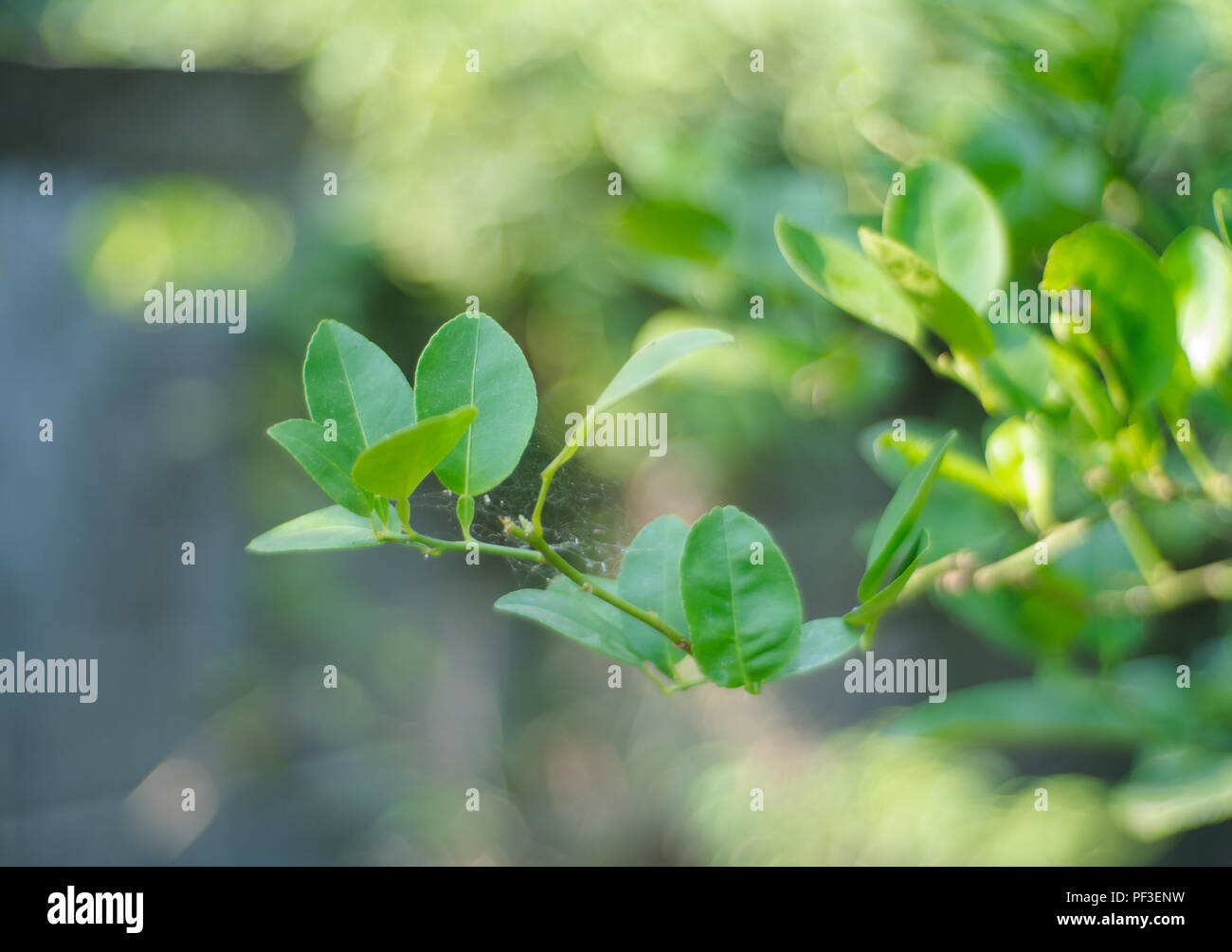 Hellgrünen Blätter am Baum Stockfoto