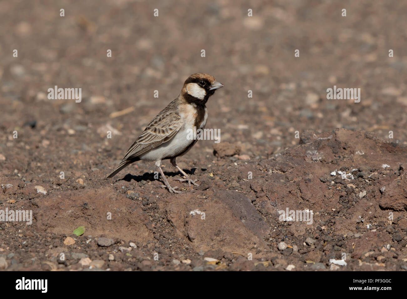 Fischers sparrow - Lerche, die auf der felsigen Hang eines kleinen Berges in der Afrikanischen Savanne sitzt Stockfoto