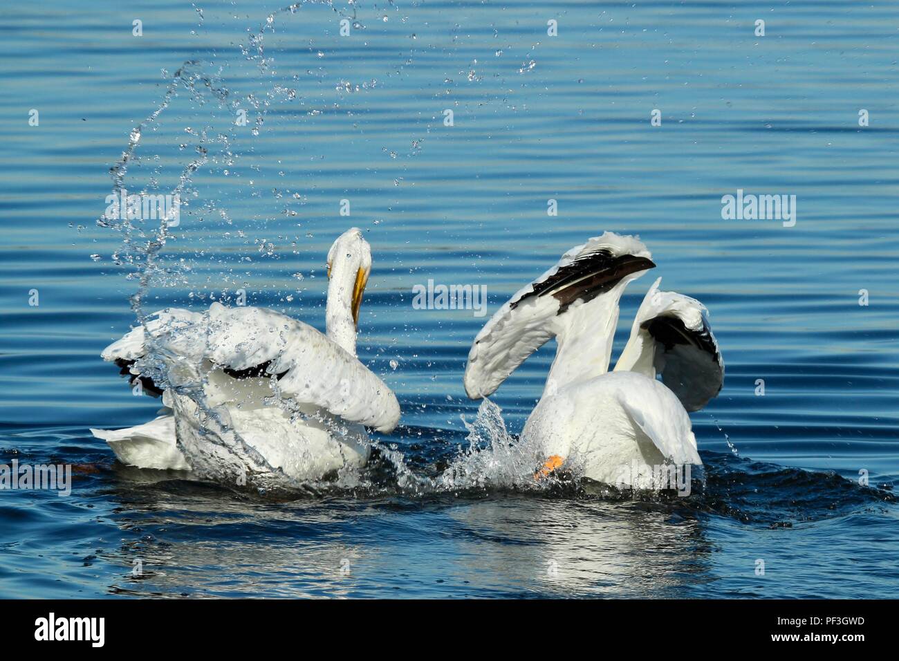 Weiße Pelikane schwimmen Stockfoto