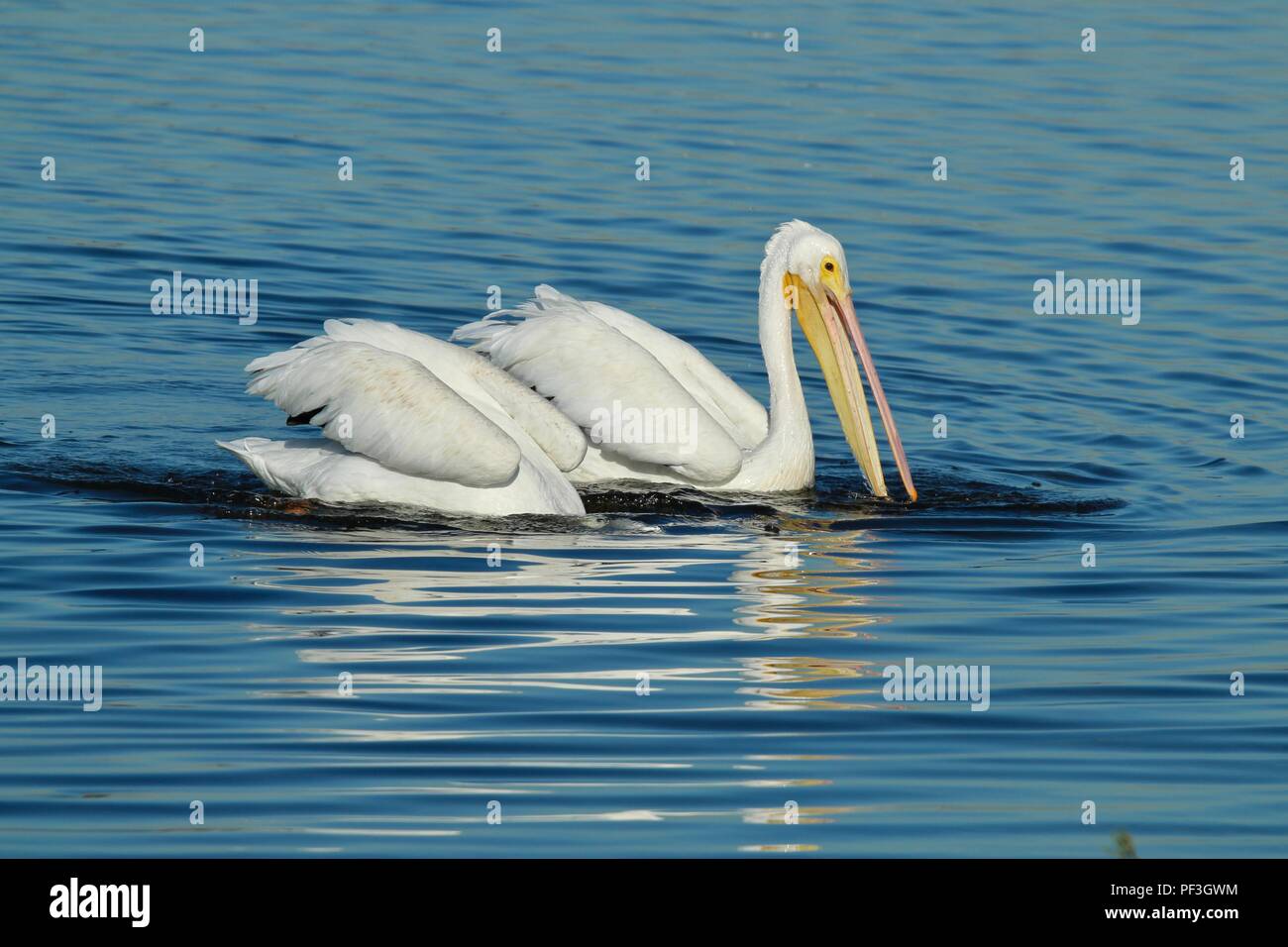 Weiße Pelikane schwimmen Stockfoto