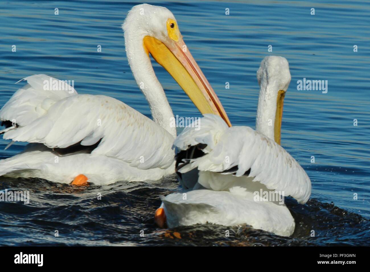 Weiße Pelikane schwimmen Stockfoto