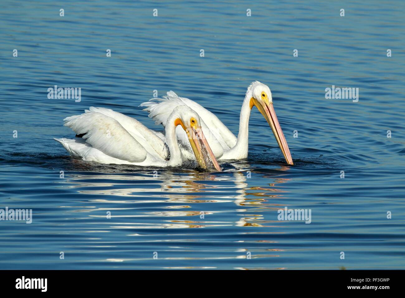 Weiße Pelikane schwimmen Stockfoto