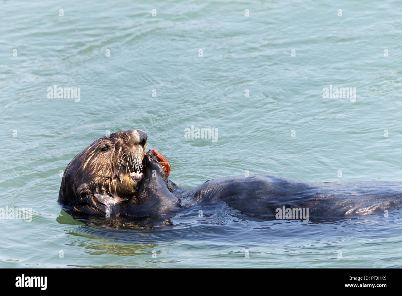 Adorable Sea Otter essen eine Krabbe, beim Schwimmen im Wasser. Profil ansehen mit Kopie Raum Stockfoto