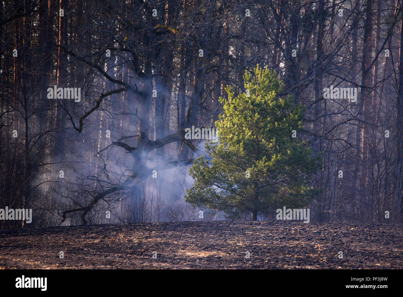 Raucht über Feld aus Wald Seite nach kleinen Brand. Stockfoto