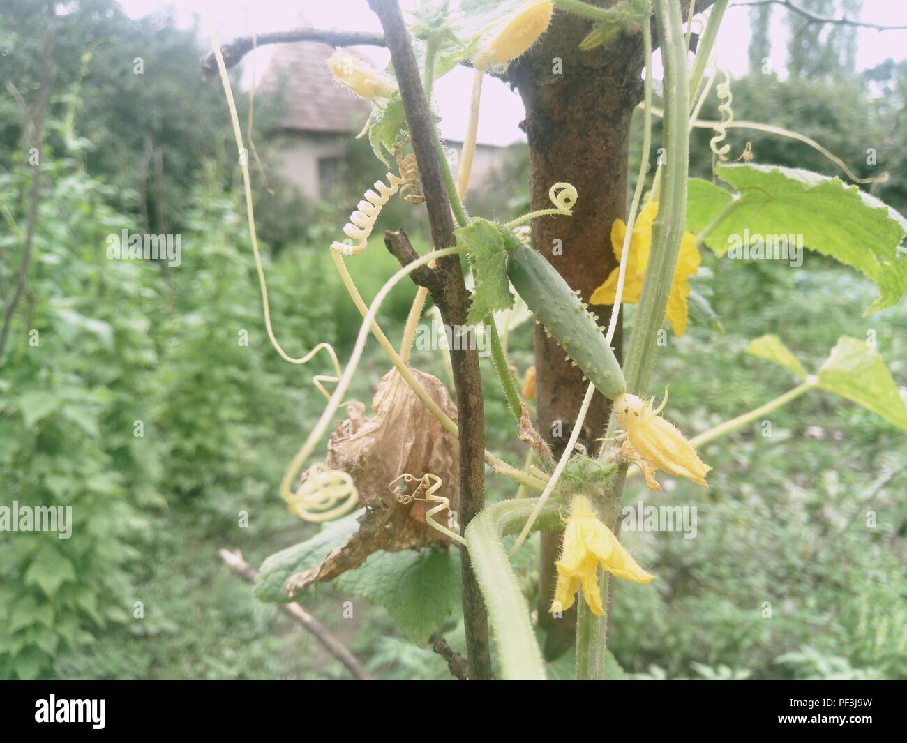 Kleine Gurken Stockfotos und bilder Kaufen Alamy