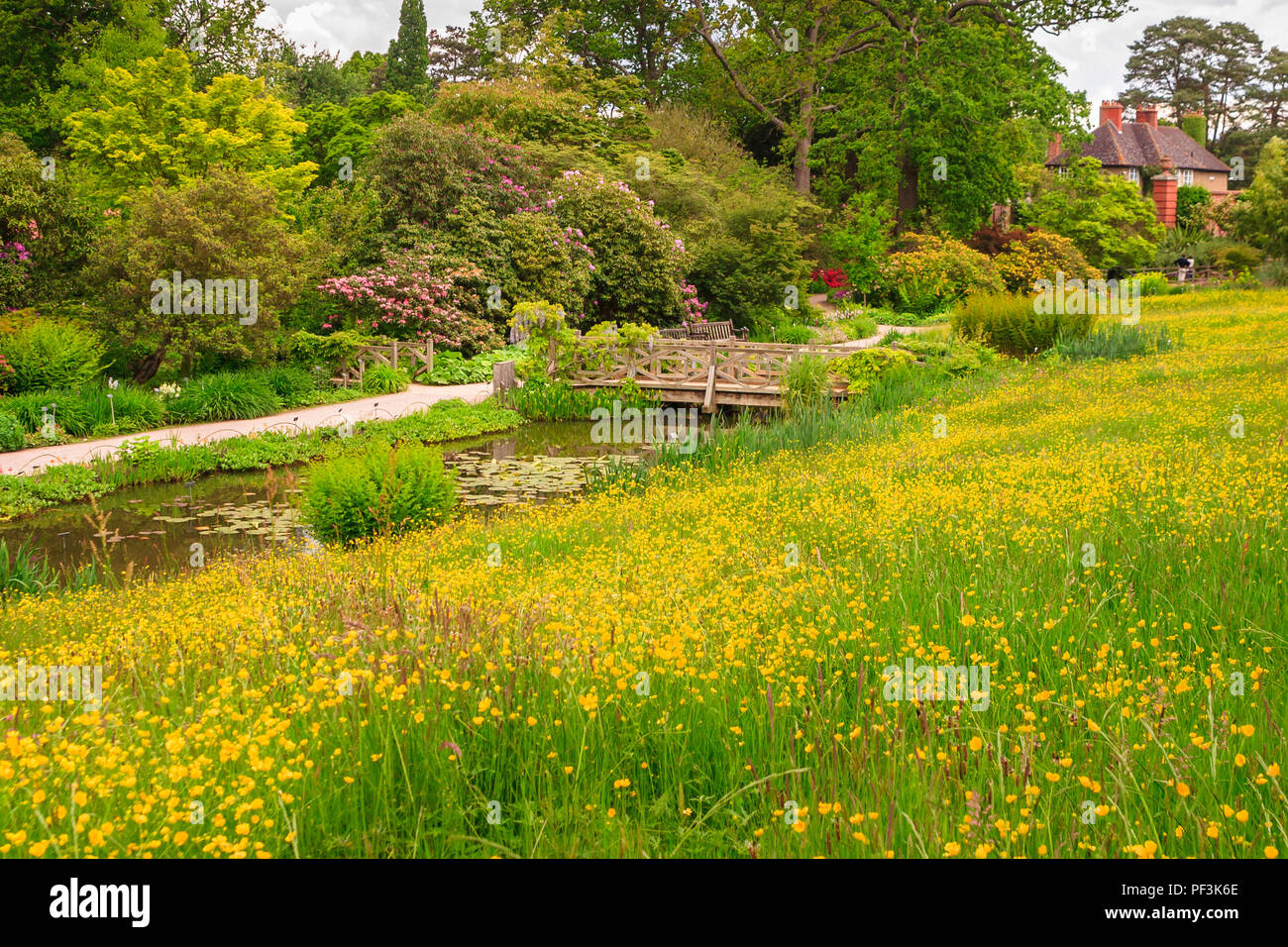 Wilde Blumenwiese mit Gelb Frühling blühende Ranunkeln im Mai, typische Wiese Blumen, Gärten, RHS Wisley, Surrey, Südosten, England, Grossbritannien Stockfoto