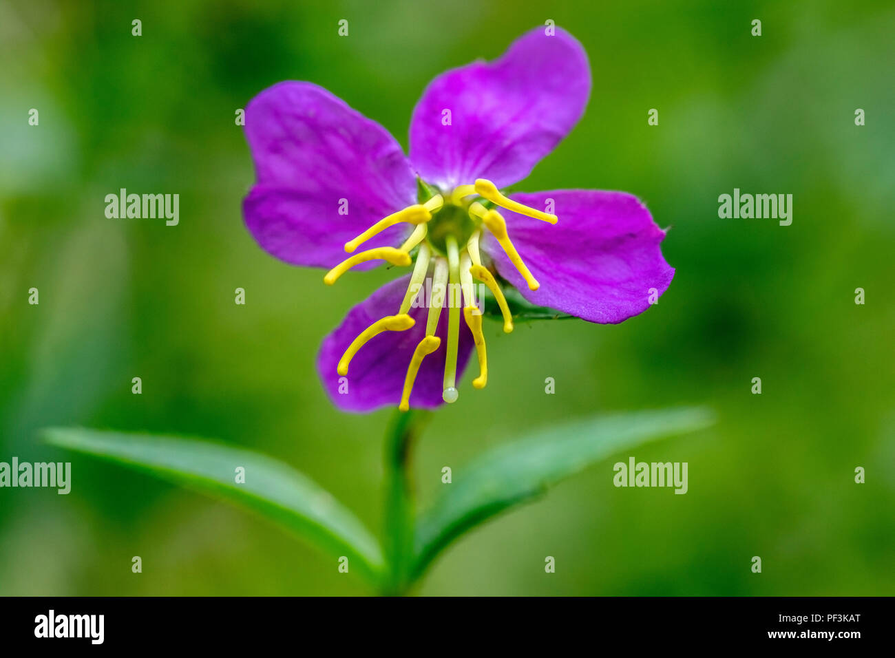 Virginia wiese Fotos und Bildmaterial in hoher Auflösung Alamy