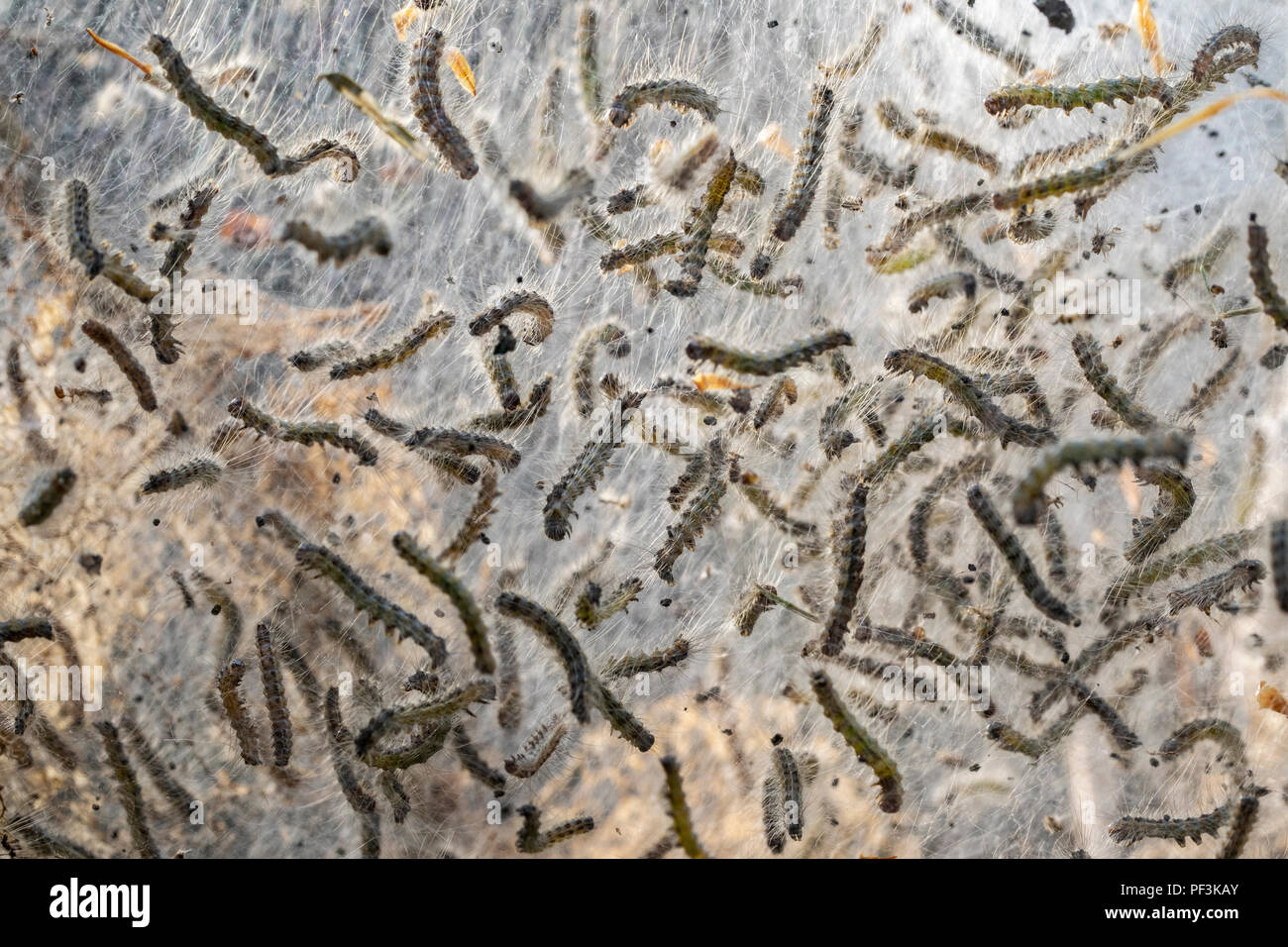 Close-up Larvenstadium Herbst Webworms (Hyphantria cunea) - DuPont Zustand Freizeit Wald, in der Nähe von Brevard, North Carolina, USA Stockfoto