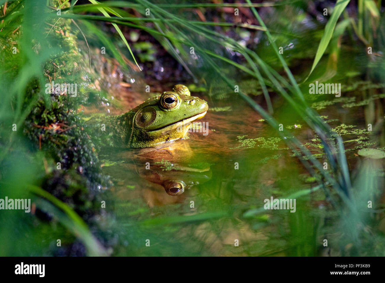 Amerikanische Ochsenfrosch (Lithobates catesbeianus) - Indian Point Trail - der Garten der Götter, Shawnee National Forest, Illinois, USA Stockfoto