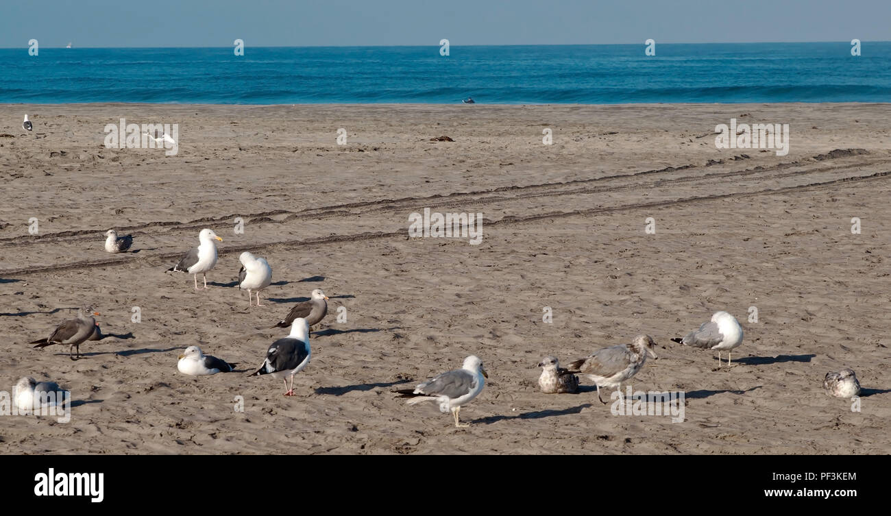 Ein Schwarm Möwen am Strand im Süden von Kalifornien, USA im Sonnenschein im Sommer Stockfoto