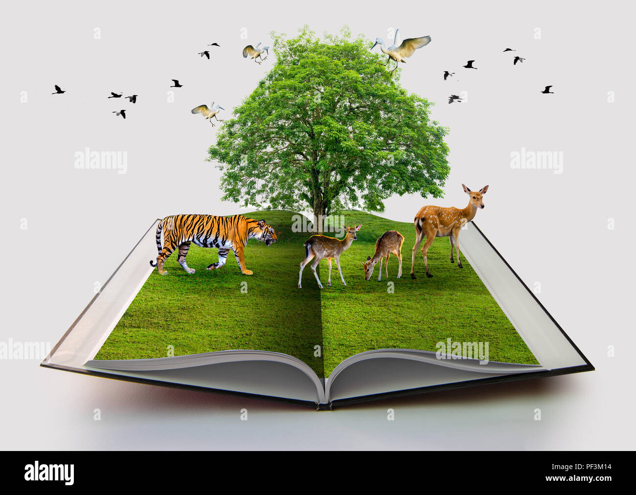 Wildlife Conservation tiger Reh Vogel Umgebung Buch der Natur auf Weiß Buch öffnen in Papier Recycling 3D Rendering Buch der Natur mit Gras isoliert Stockfoto