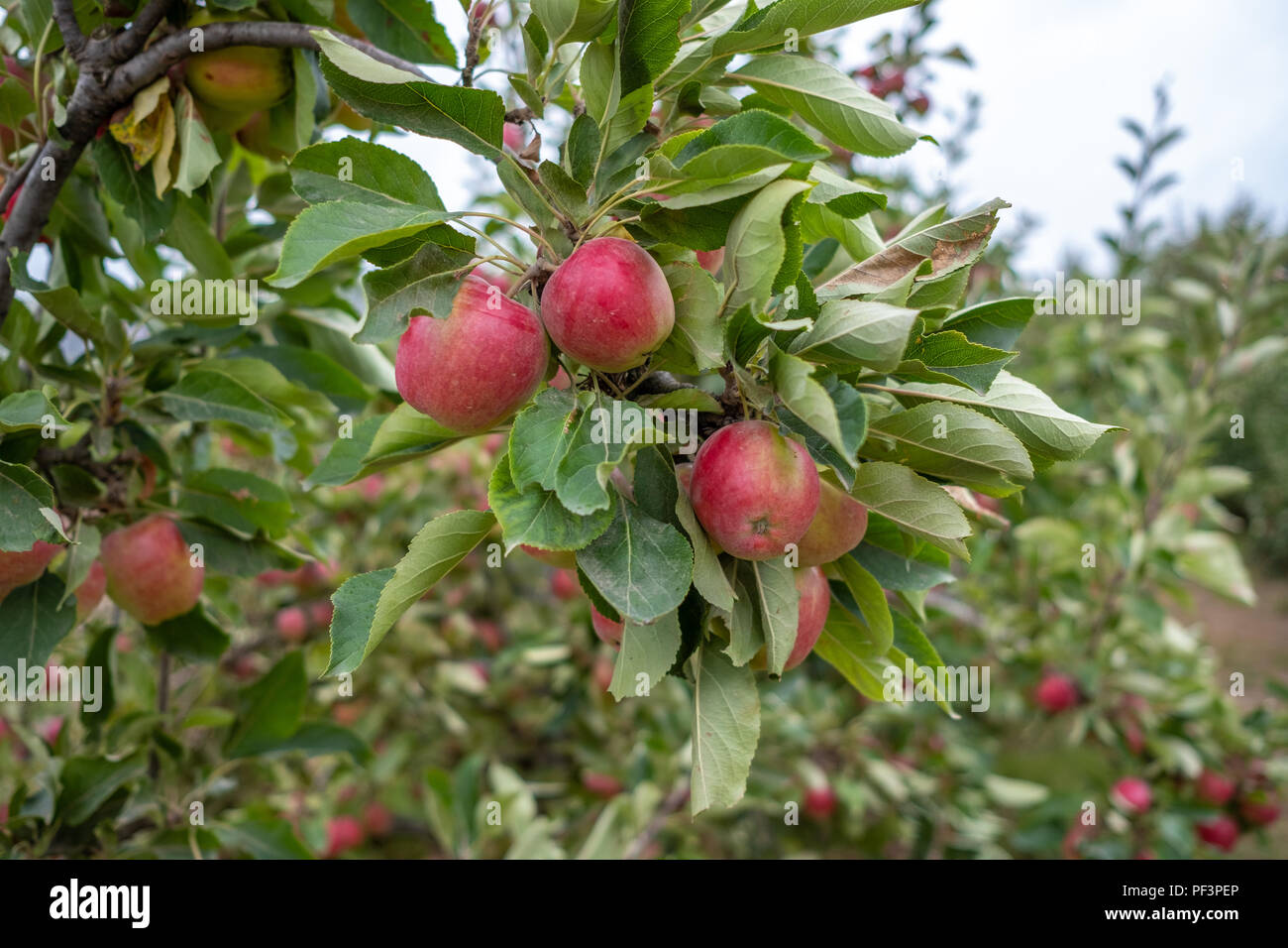 Äpfel wachsen in der Obstgarten in Somerset für die Herstellung von Apfelwein verwendet Stockfoto