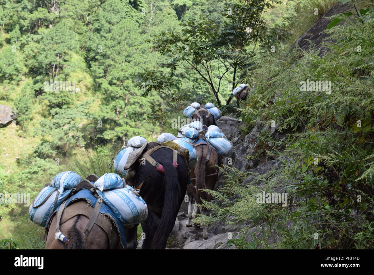 Trekking im Manaslu Circuit, Nepal Stockfoto