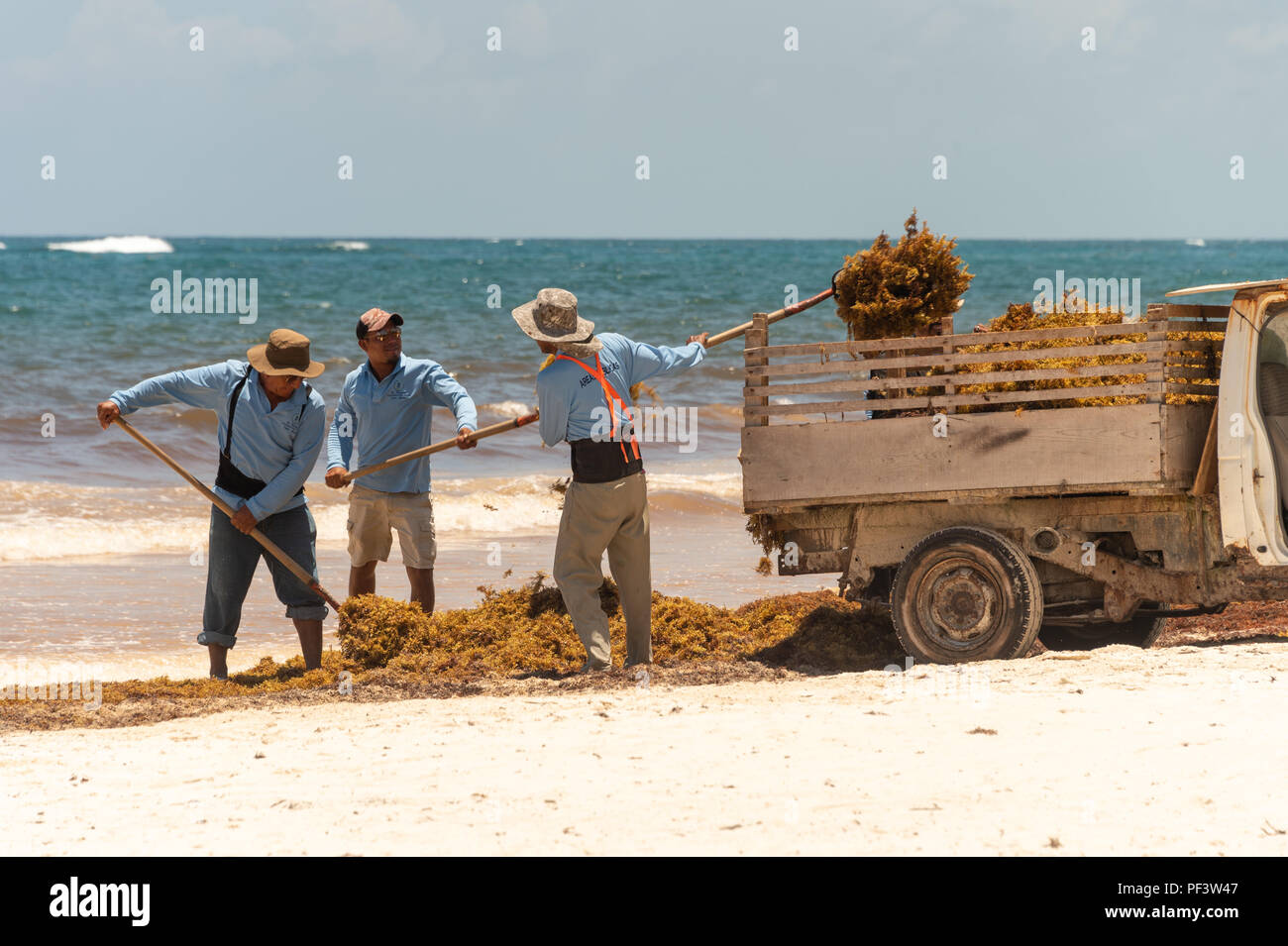 Tulum, Mexiko - 5. August 2018: Die Arbeiter sind laden Sargassum Algen in einen Lkw an der Playa Paraiso. Stockfoto