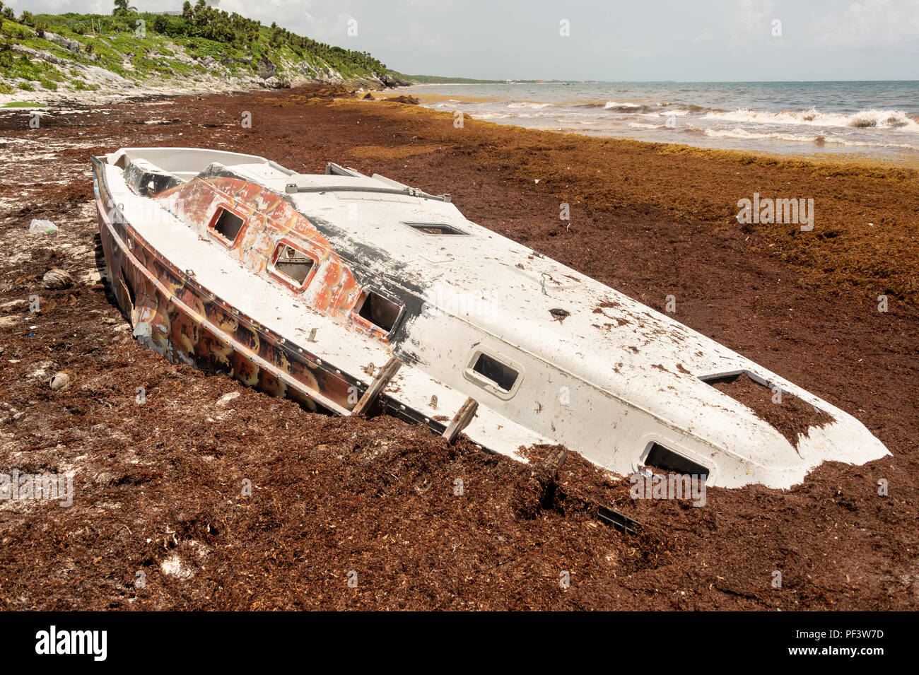 Gestrandete Boot umgeben von sargassum Algen am Playa Santa Fe in Tulum, Mexiko. Stockfoto