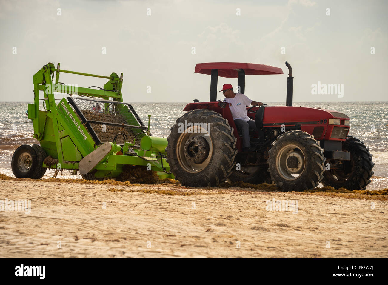 Tulum, Mexiko - 12. August 2018: Die Arbeiter sind entfernen Sargassum Algen von der Strand von Playa Paraiso mit einem Friseur Surfen Rake Beach Cleaner. Stockfoto