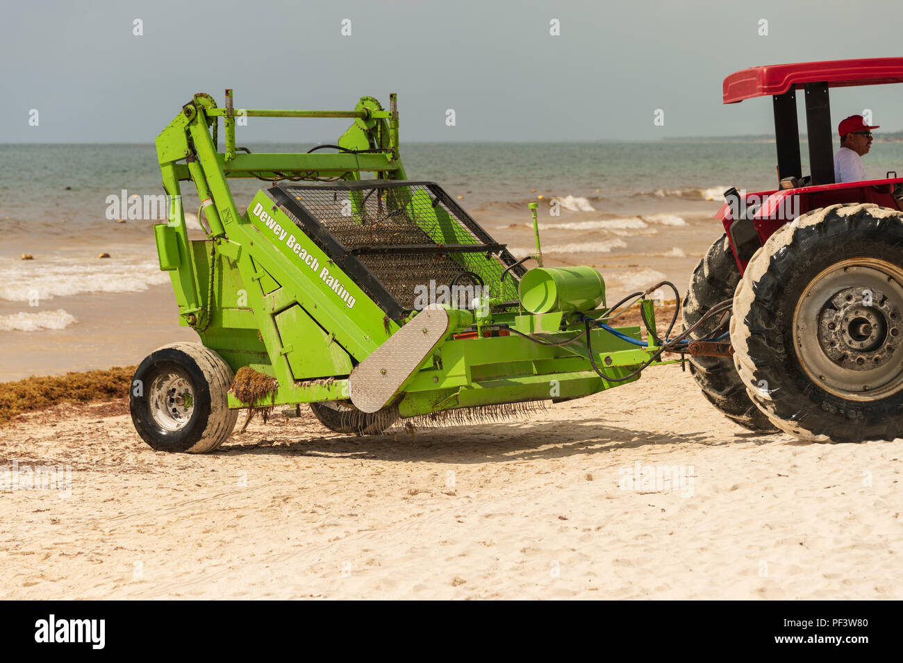 Tulum, Mexiko - 12. August 2018: Die Arbeiter sind entfernen Sargassum Algen von der Strand von Playa Paraiso mit einem Friseur Surfen Rake Beach Cleaner. Stockfoto